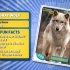 Gray Wolf -Amazing Animals 神奇的动物