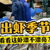 看看养殖户，出虾现场