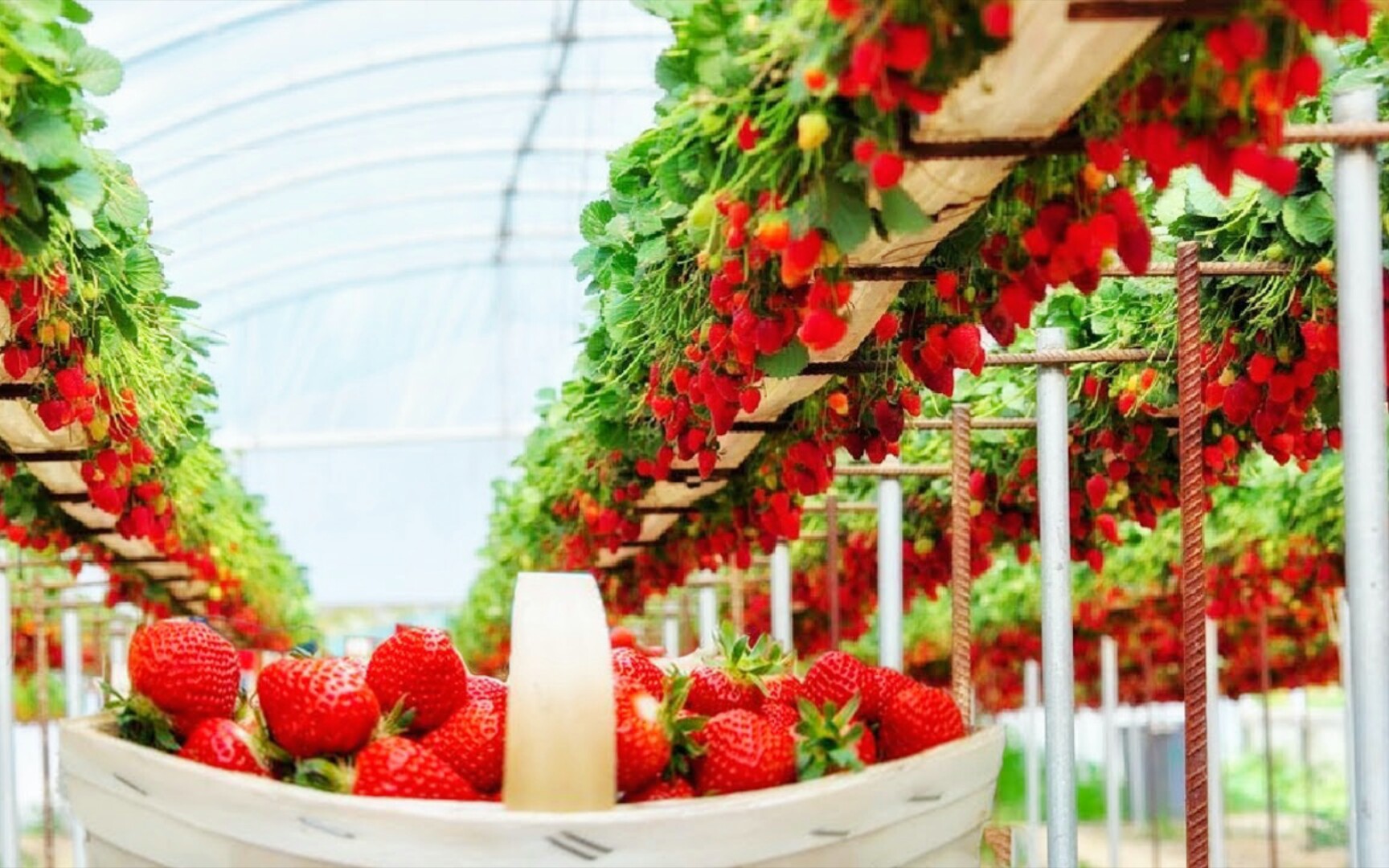 无土栽培草莓工厂——空中草莓_凤凰网视频_凤凰网