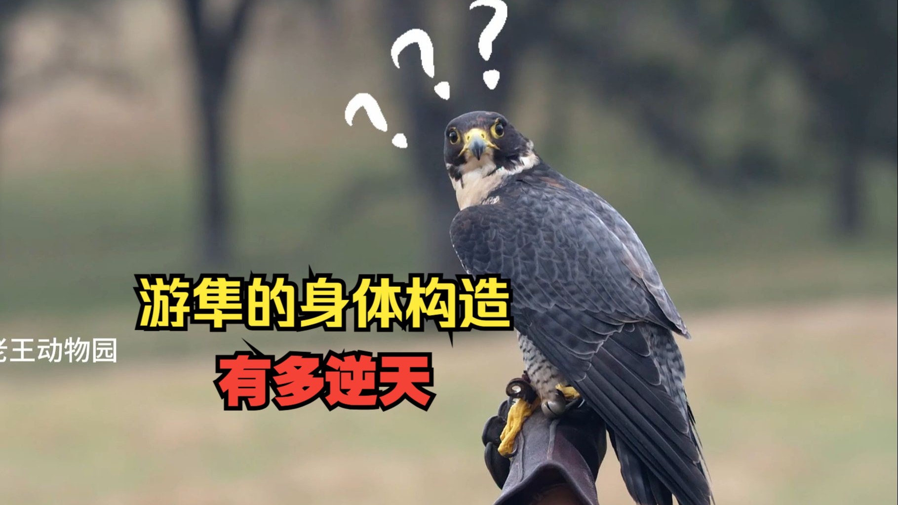 游隼，到底有多损？