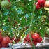荷兰：科技农场机器人种番茄，修枝采摘都用机器人了