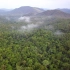 空镜头视频素材 航拍森林树林夏季  素材分享