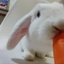 兔兔吃胡萝卜的声音令人极度舒适