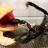 角蛙怒吞蝎子，不料被夹住舌头疼得嗷嗷叫！