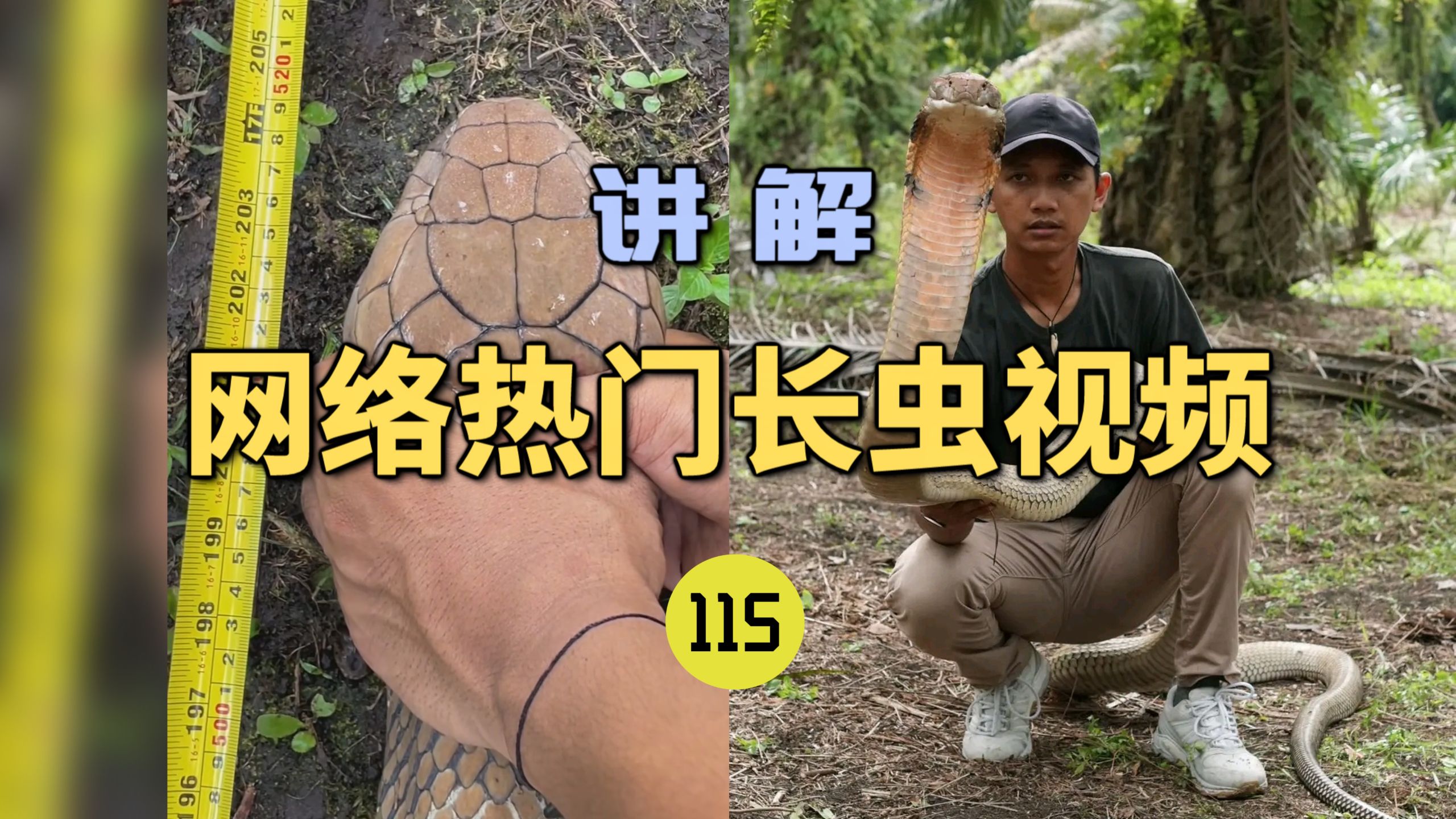 网络热门长虫视频(115)百万粉丝博主实测5.2米眼镜王蛇打破世界记录！竟存在造假嫌疑？