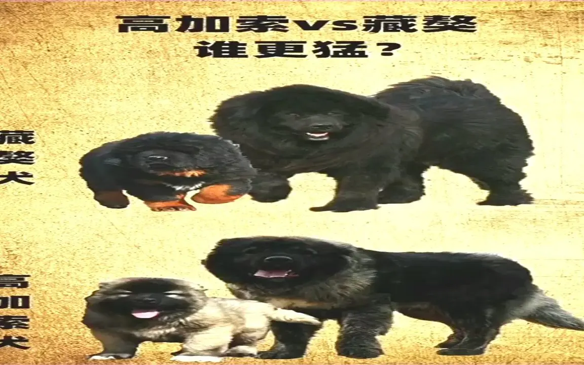高加索犬与藏獒谁更猛#我的老后屯生活 #萌宠出道计划 #护卫犬 #猛犬