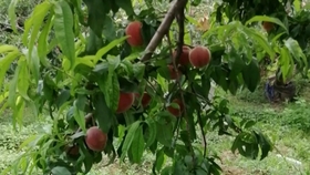 7189114e8aff76ba76f0524ab1a350c65c3aa445.jpg@280w_158h_1c_100q.jpg