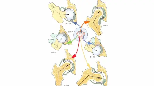 【骨关节功能解剖学】股骨头韧带的功能解剖