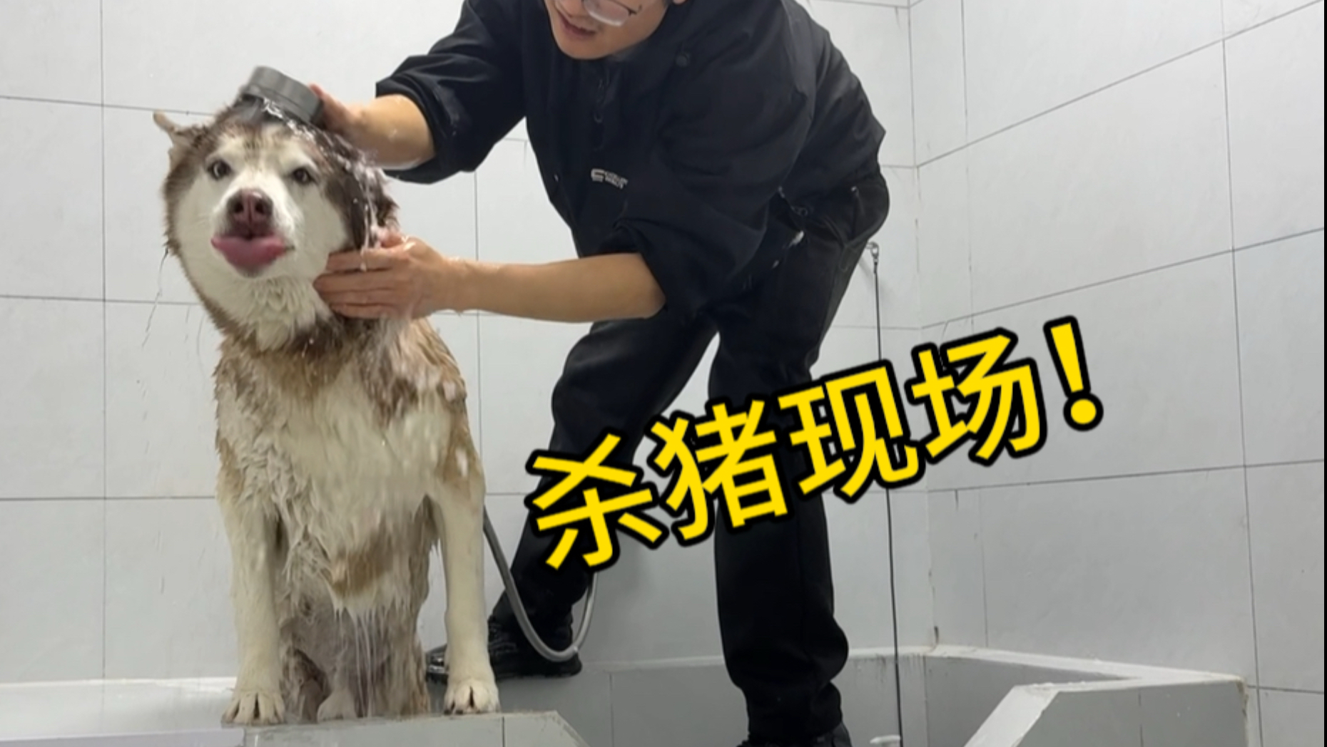 同样是旧狗翻新，边牧是边牧，二哈是二哈！