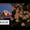“我们短暂交错尾声潮落致敬这场遇见