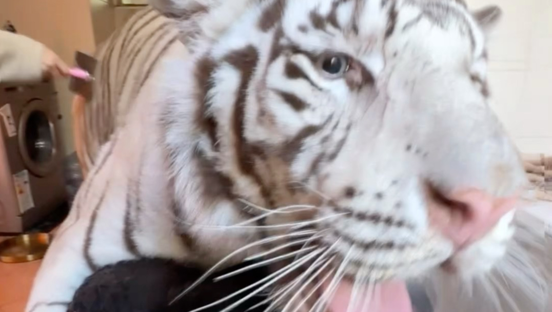 新品种：蒲公英猪🐷