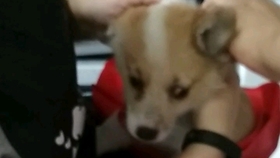 71b31d3b057d2a0517c445369692837ac8664a29.jpg@280w_158h_1c_100q.jpg