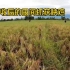 越南资源真丰富。秋收后在稻田抓捕“秧鸡”，最后收获满满