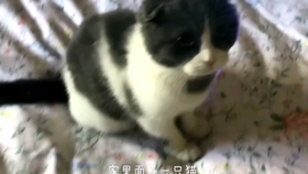 一只猫和一个女孩的图片 71c6c97c67aaeef7f5357af96207868532602255.jpg@280w_158h_1c_100q.jpg