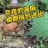 奈良的鹿有多厉害？啃了一千年把荨麻啃进化了