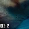 凶手专挑少女下手，用丝袜勒住脖子，最后还要在脚上做标记