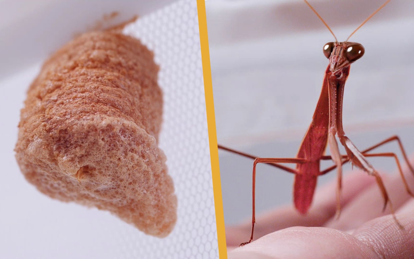 连续拍摄一整年，记录一只螳螂从出生到羽化的全过程