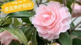 71dda55a549ff161bfe30c4afb3cbcd89a4b1d87.jpg@280w_158h_1c_100q.jpg
