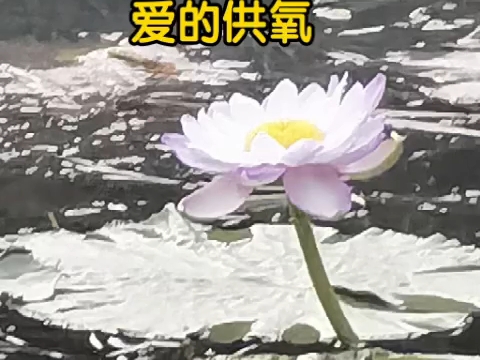 来自我放学后的爱的供氧