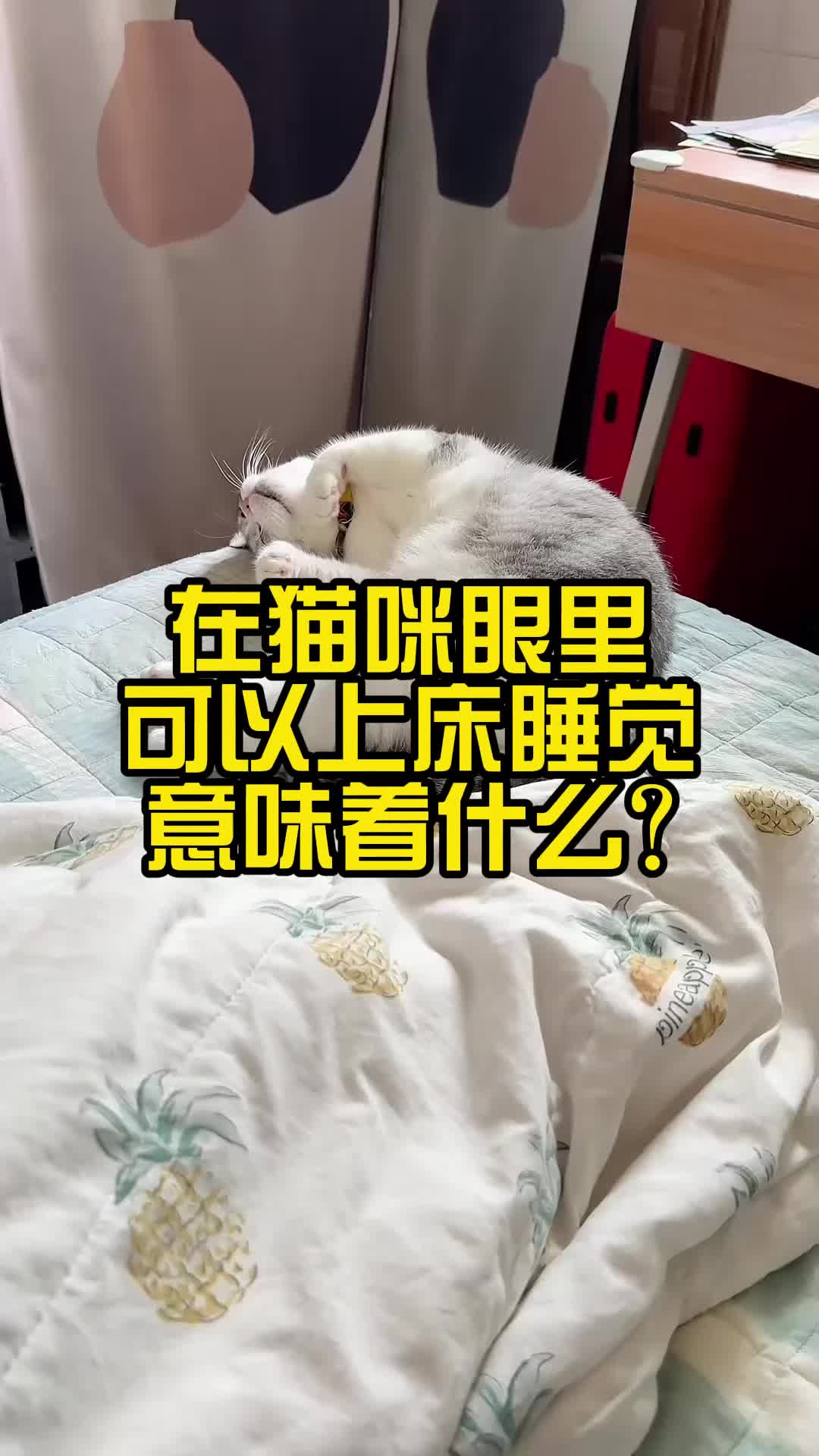 对猫咪来说，可以上床睡觉，意味着什么？