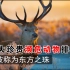 中国10大濒危动物排名，第一名数量不容乐观！