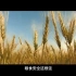 重磅微视频｜大国“粮”策