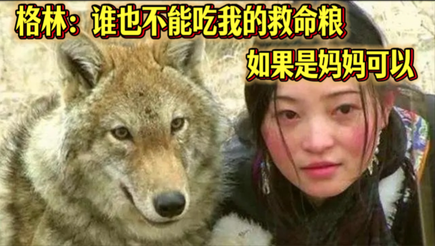 格林：妈妈救我一命，只有妈妈可以吃我的救命粮！“妈妈，我的嗅觉很灵敏，其实你踏上草原的那一刻，风就告诉我了”