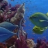 海洋生物之珊瑚礁