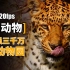 组团去报复丨亏损三千万仍保证动物福利的南京红山森林动物园