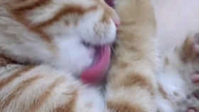 722c6a68d3e33c3933c30953570ccf0dc2f96245.jpg@280w_158h_1c_100q.jpg