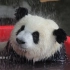 【四喜丸子】熊猫居然会自己洗澡？建国之后不是不能成精吗？