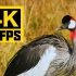 【4K60帧】超高清野生鸟类收藏 / 作者：8K VIDEOS HDR 60FPS