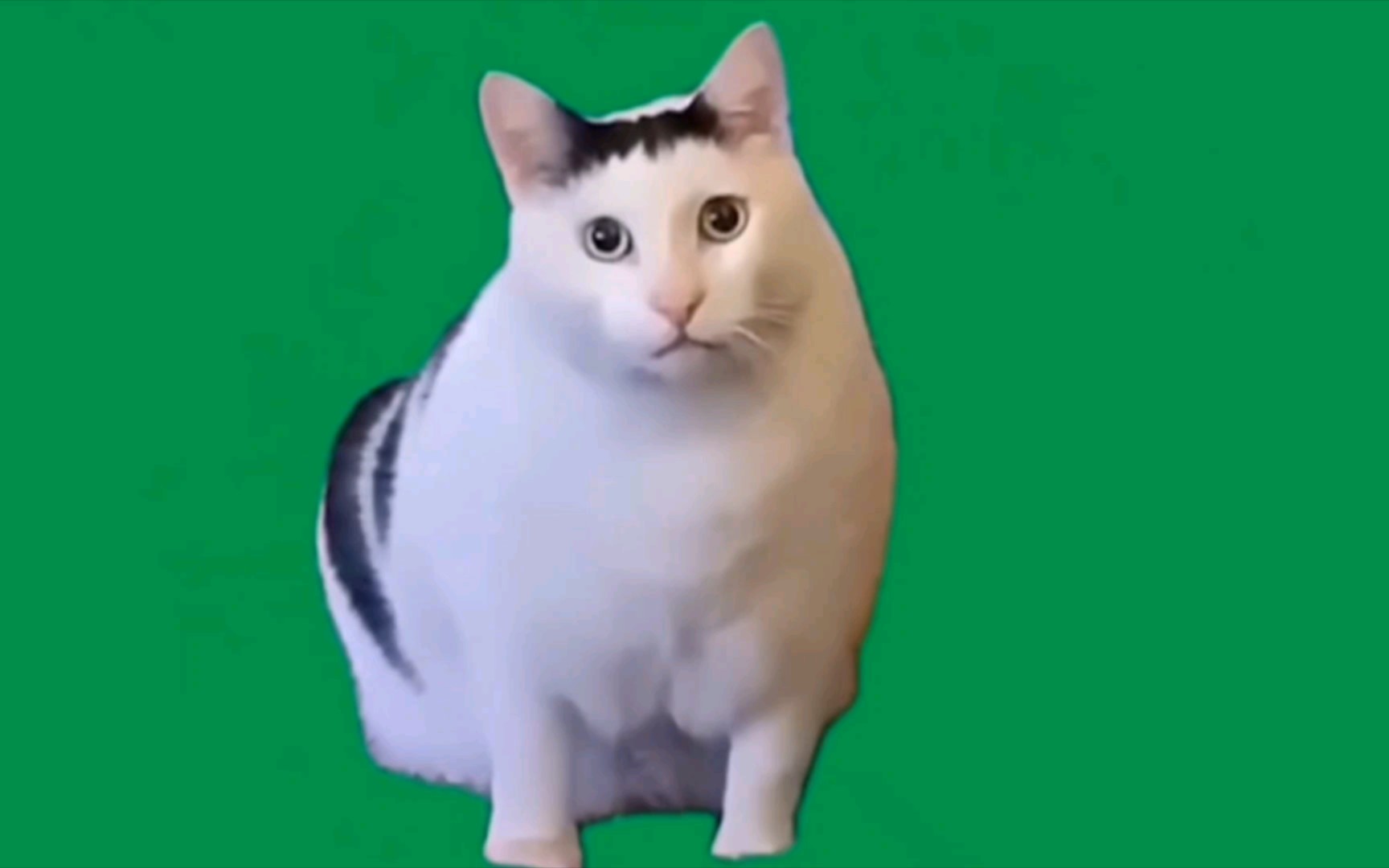 猫meme绿幕素材