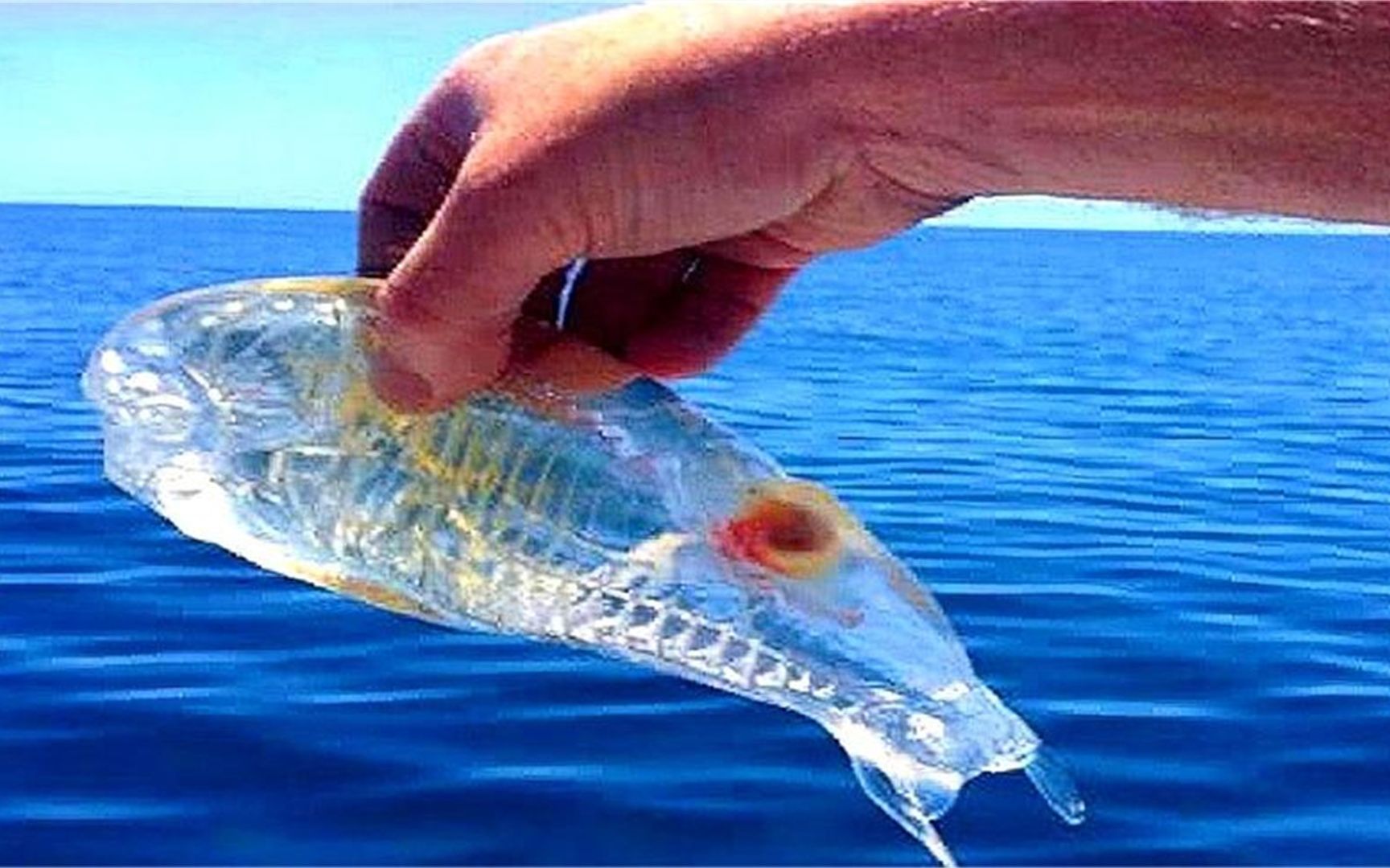 小伙海里捉到“透明鱼”，专家一看大吃一惊：赶紧放生，那不是鱼