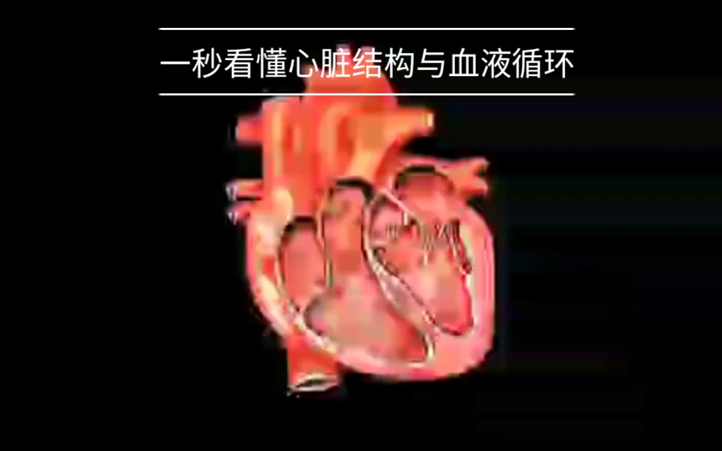 一秒看懂心脏结构与血液循环