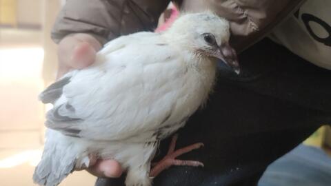 怎么养小鸽子宝宝 7278a5a0b8418238a16d7760c84117095590c334.jpg@480w_270h_1c