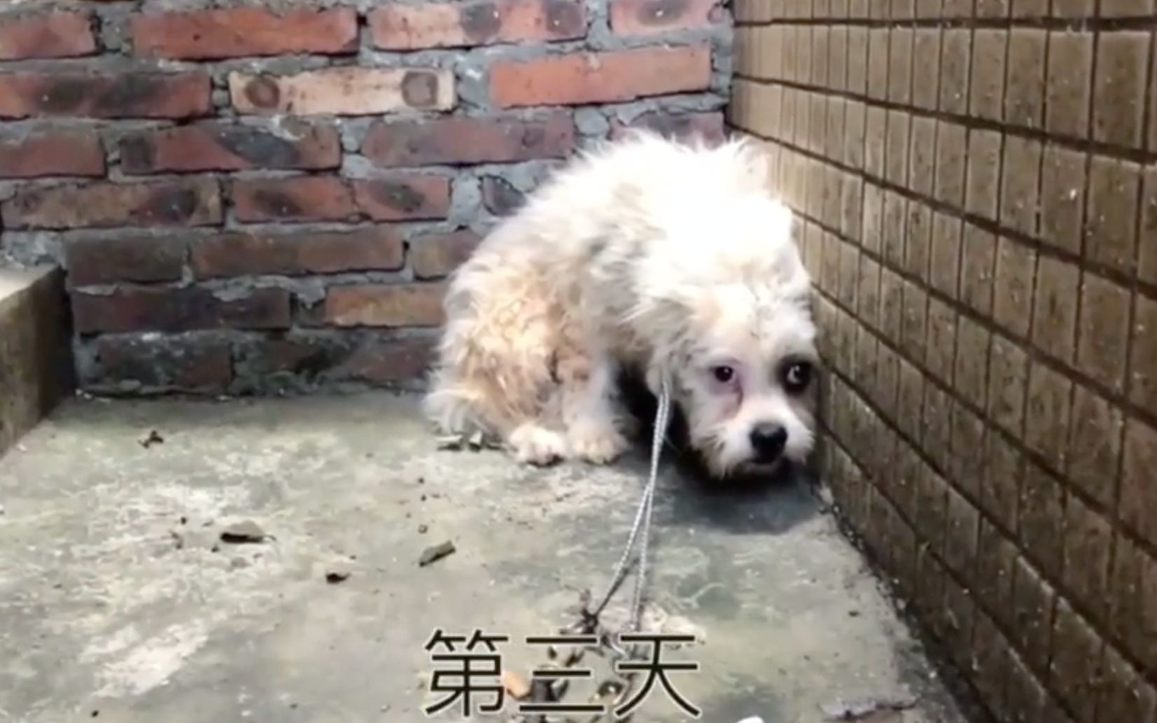 “狗妈妈”郝克玉 20年救上万流浪狗_图说中国人的生活_图片频道_央视网