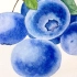 手把手教你画蓝莓，零基础水彩教程，详细讲解蓝莓画法及上色过程，一起画起来呀！