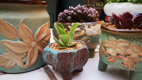 多肉小花盆高颜值 72963d54dfea6ff1b27f46459bffcba19cfa05be.jpg@280w_158h_1c_100q.jpg