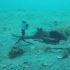 本来想引诱章鱼出来拍照，结果章鱼抱起相机就跑