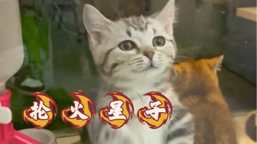 快抡出火星子的奶猫