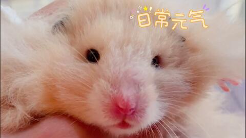 怎么描写小仓鼠睡觉 72cf4c735dd01bab35922276a4452a02e60ca3b6.jpg@480w_270h_1c