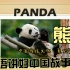 【英专日常】用英语讲好中国故事——憨态可掬的大熊猫  一起来学习相关表达吧～