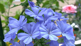 怎么种花种子 72d84830a7d1af55cd5c36af8e86ec6b072ef3e8.jpg@280w_158h_1c_100q.jpg