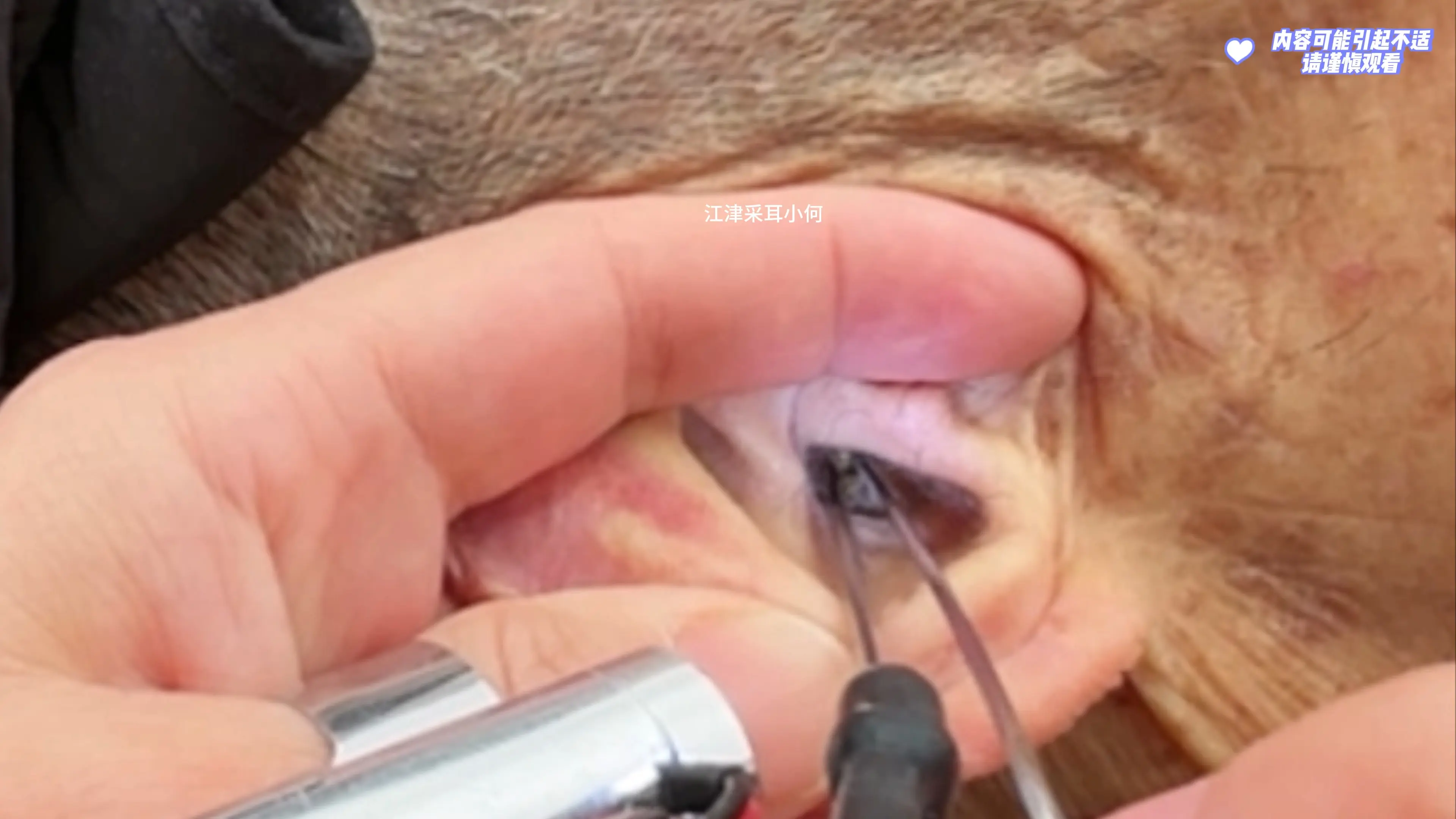 老爷爷的耳皮真是比较多呀～