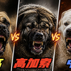 坎高犬vs高加索牧羊犬vs中亚牧羊犬，谁的战斗力更强