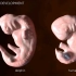人类与海豚的胚胎发育过程