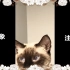 【暹罗猫】慵懒 邋遢，老提の土味跨年视屏~小猫咪祝新年快乐啦