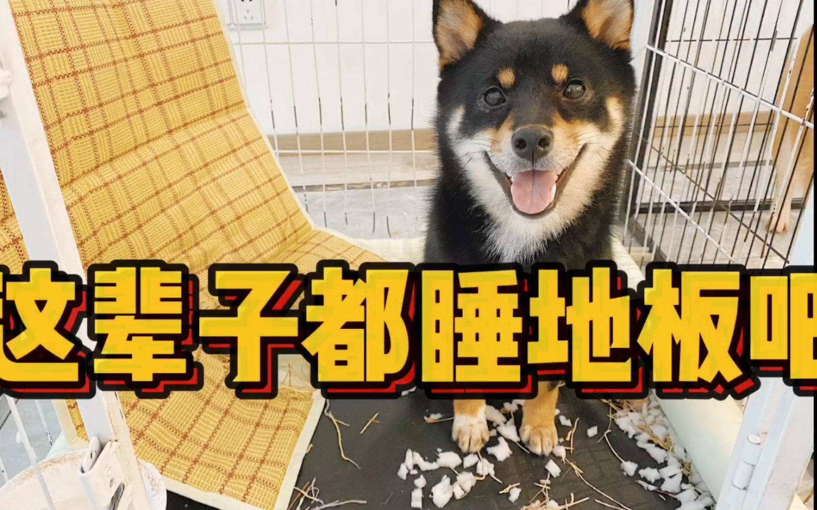 新买的狗窝，一夜之间被撕烂！有些狗子就适合睡地板！
