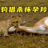 猎豹猎杀怀孕羚羊，肚子羚羊宝宝还在动，最后会是什么结局呢